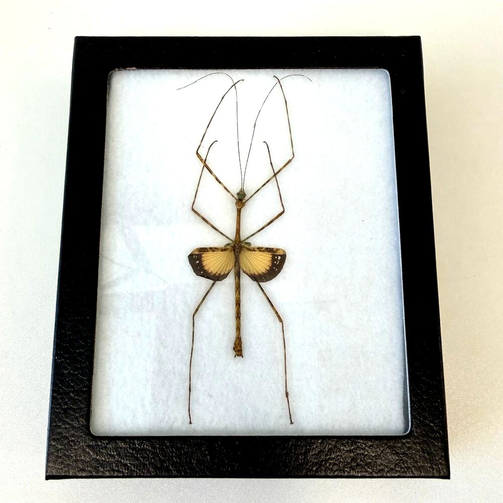 Framed Preserved Real Stick Insect Shadow Box Art Decor Made in USA 6.25"x5.25"